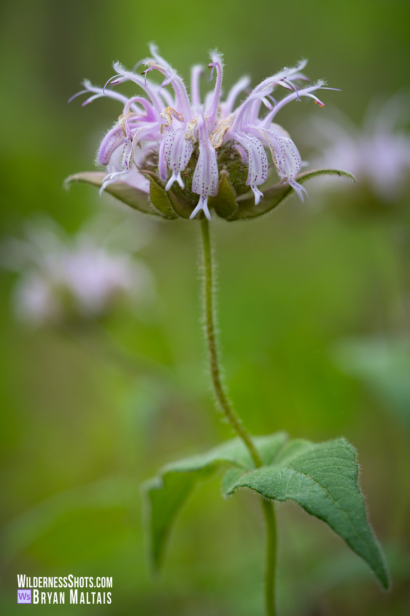 Wild Bergamot Missouri Photo Print