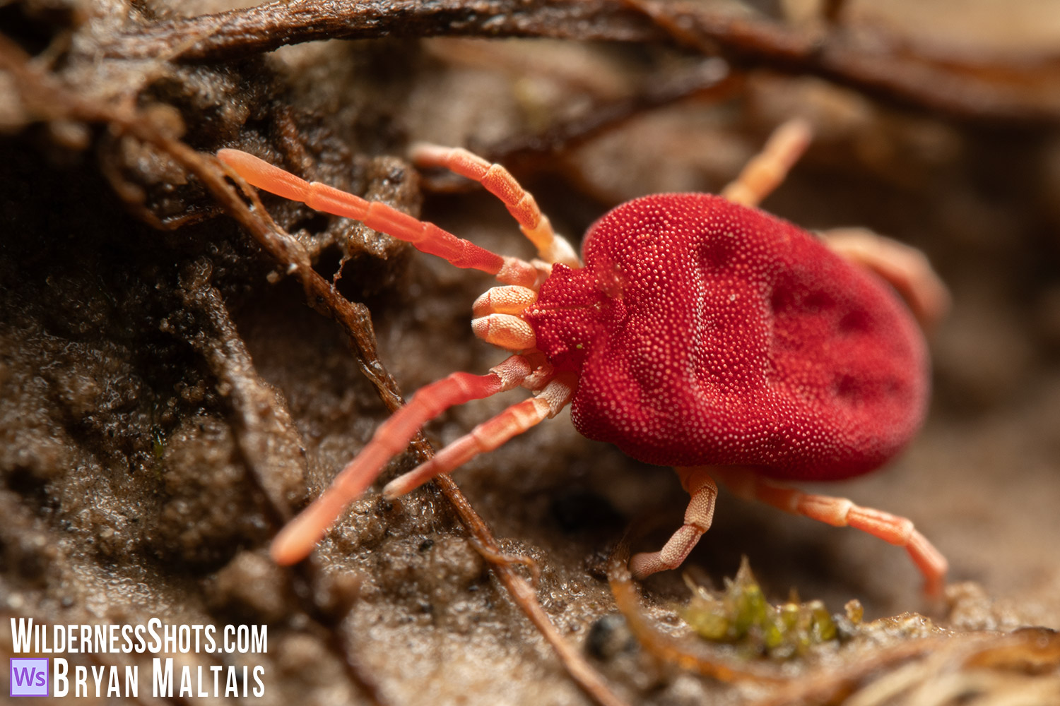 velvet mite Macro Photo