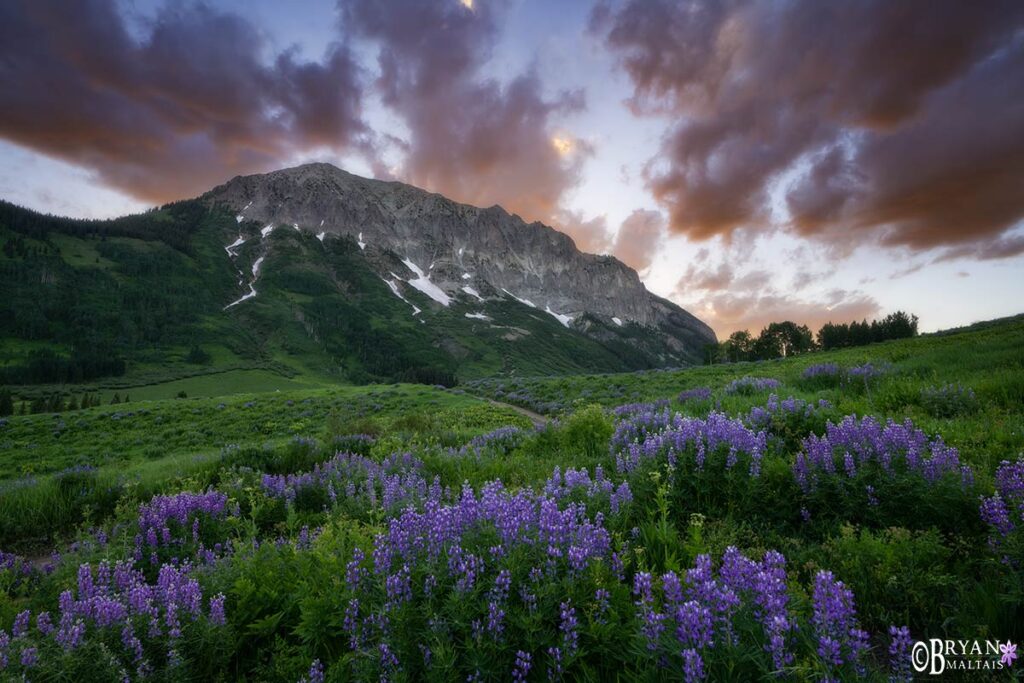 colorado wildflower photography workshop crested butte