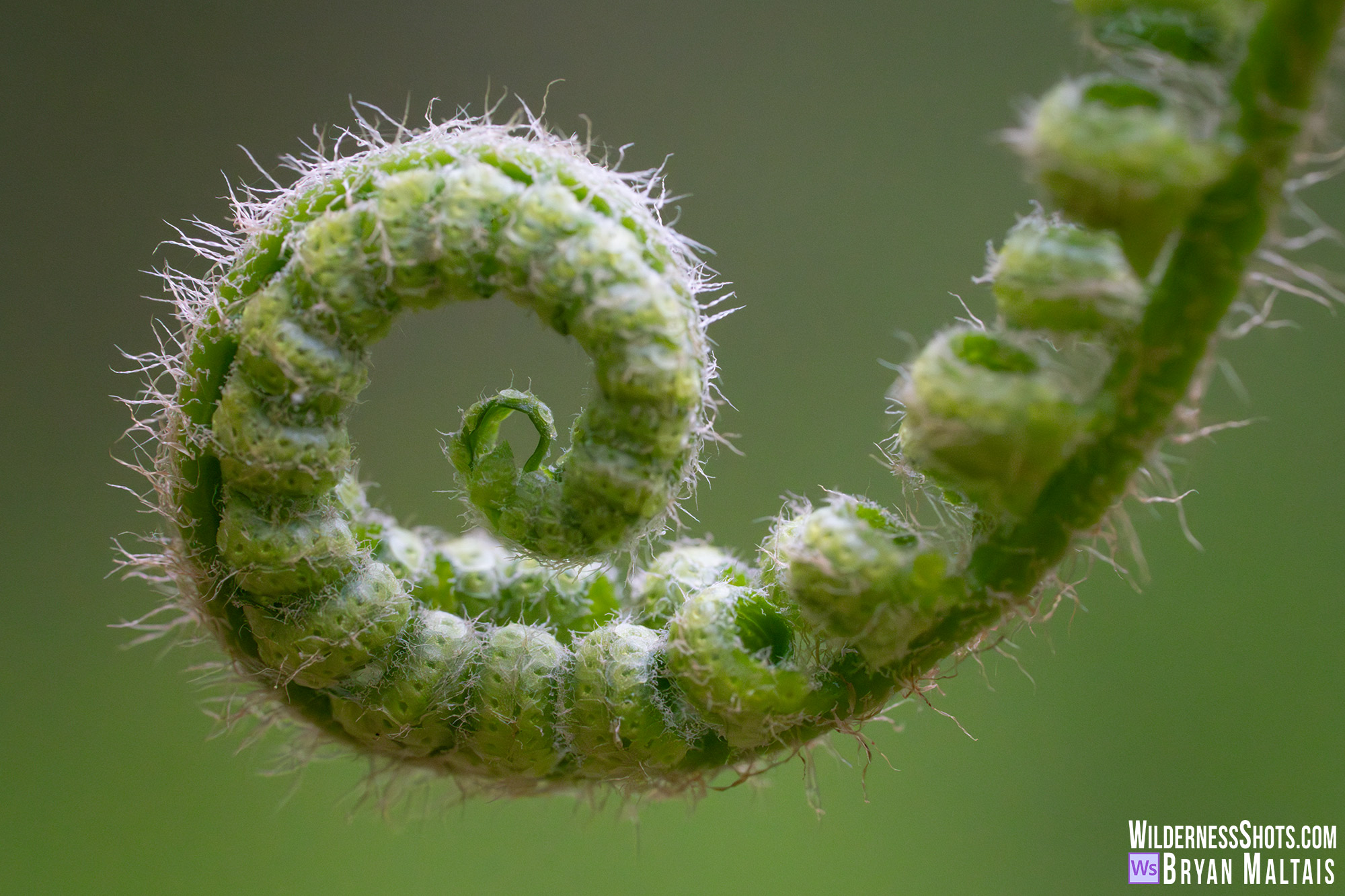 fiddlehead fern missouri photo print