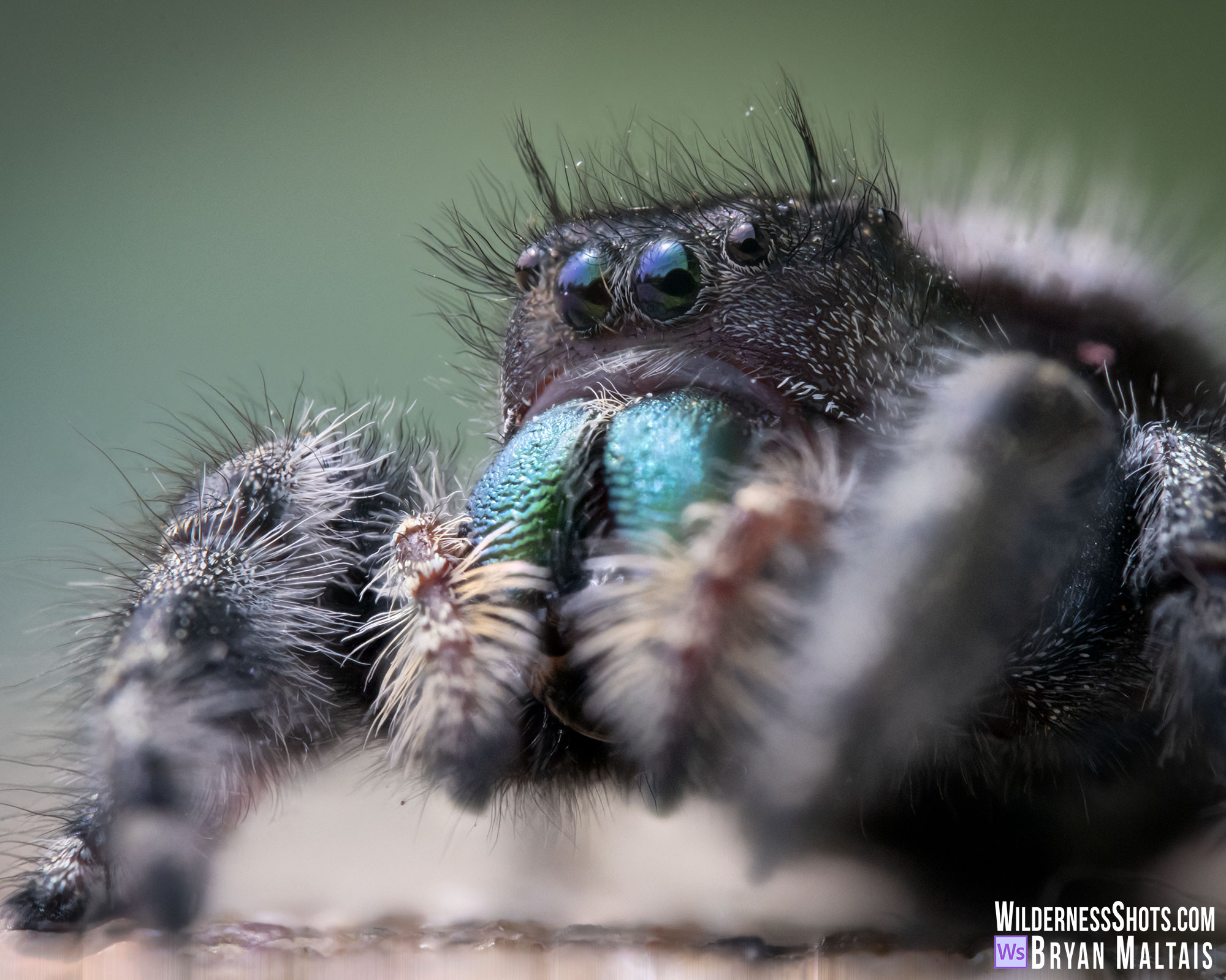 Bold jumping Spider