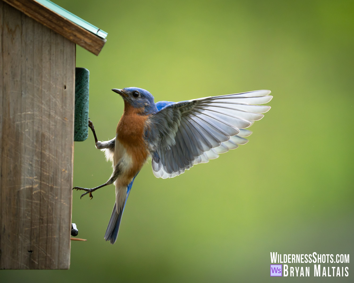 Male Eastern Bluebird Landing on Nest Box Ballwin Missouri Bird Photo Print