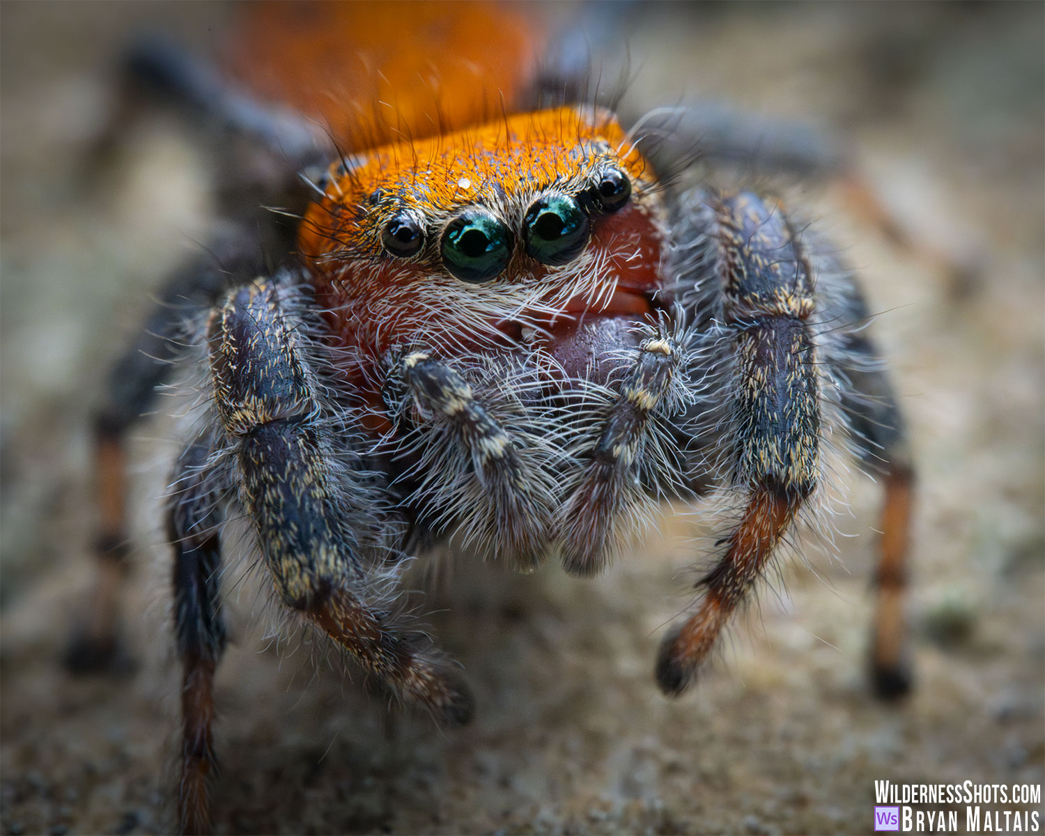 apache jumping spider