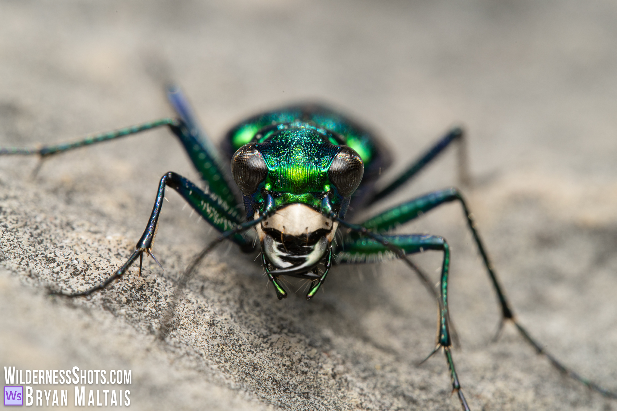 six-spotted tiger beetle mandibles