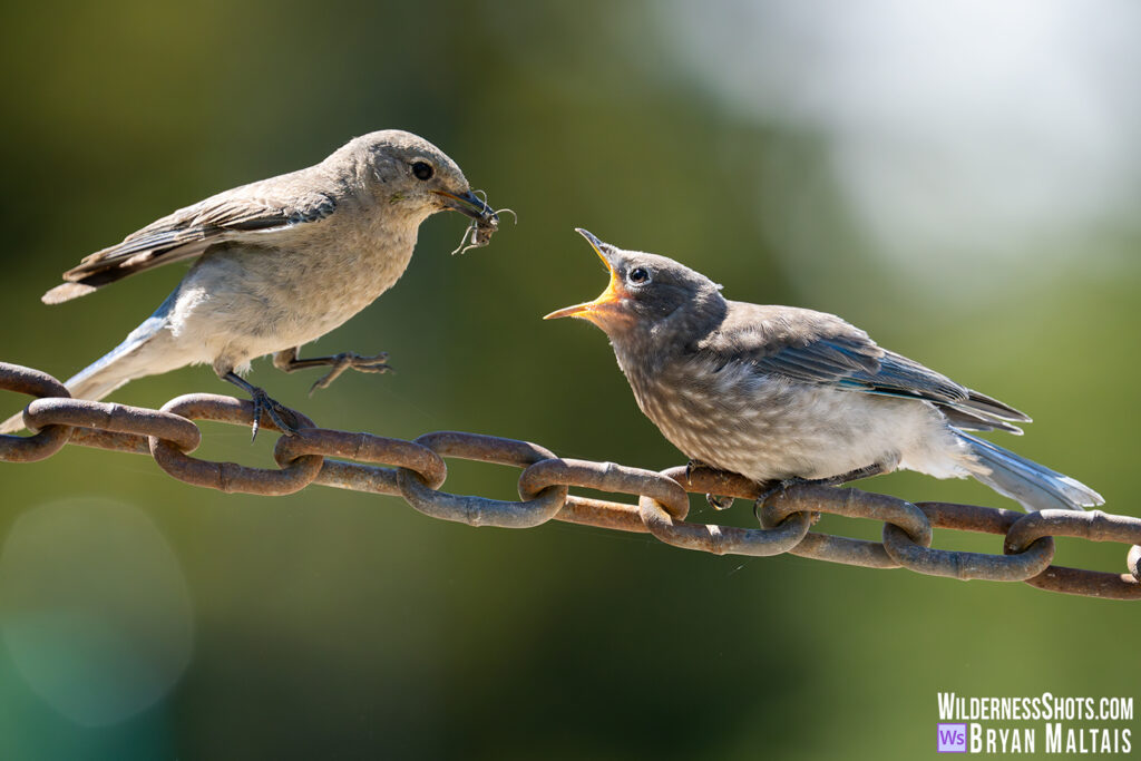 Mountain Bluebirds feeding chicks crested butter colorado