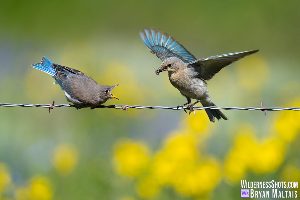 Mountain Bluebirds feeding chicks crested butter colorado