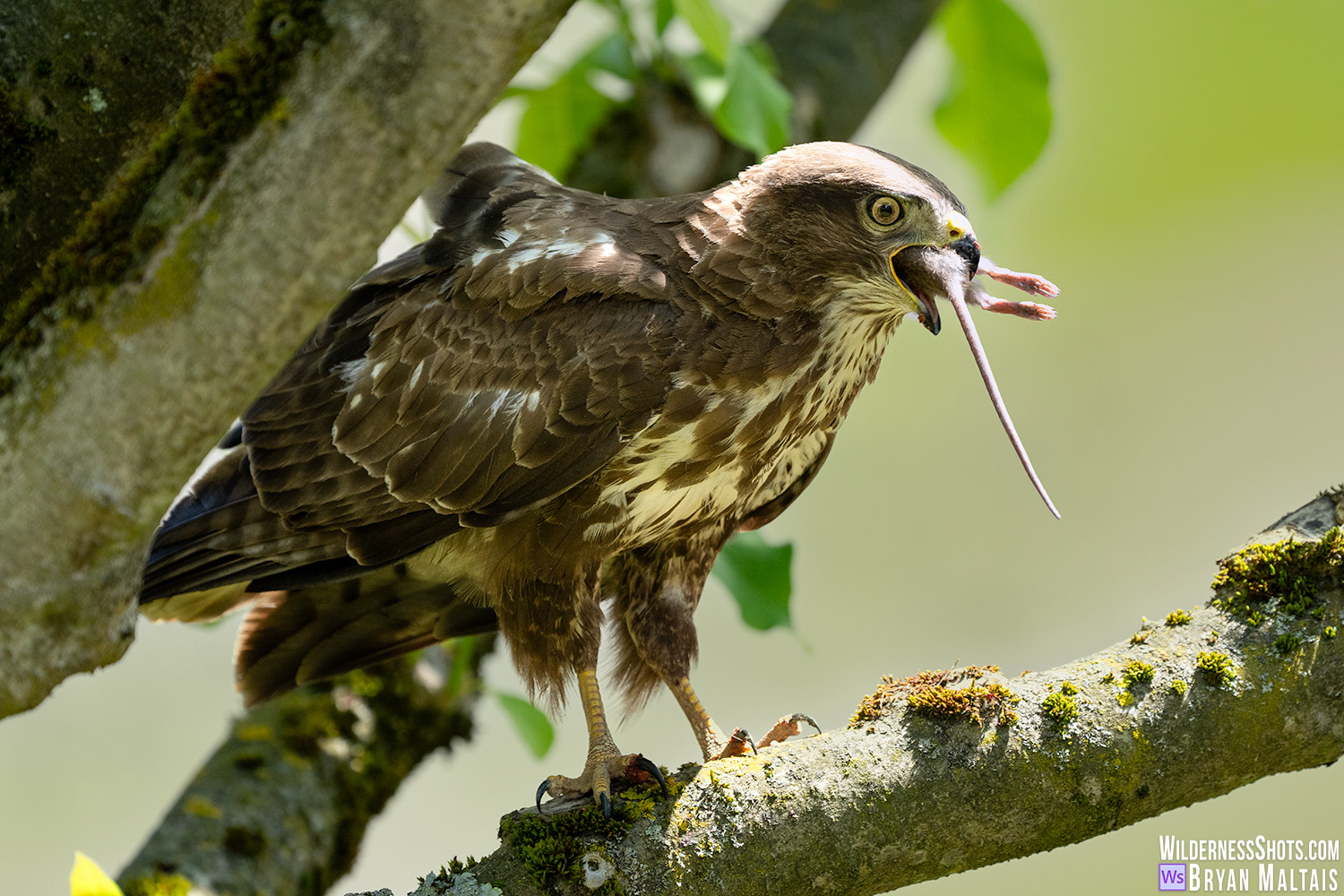 common buzzard eating mouse denkendorf