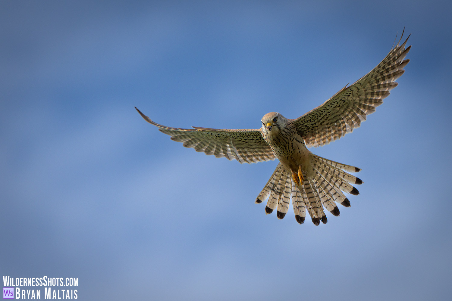 Eurasian kestrel denkendorf germany