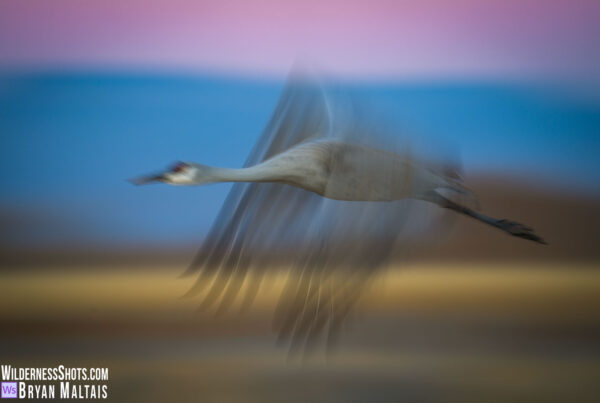 Sandhill Crane in Flight Motion blur Socorro NM 2